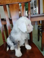 Zoe, a female Miniature Bernedoodle for sale in Millersburg, OH – Photo 4 of 4