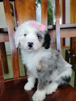 Zoe, a female Miniature Bernedoodle for sale in Millersburg, OH – Photo 1 of 4