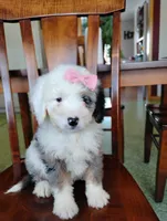 Zoe, a female Miniature Bernedoodle for sale in Millersburg, OH – Photo 3 of 4