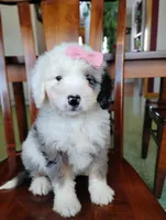 Zoe, a female Miniature Bernedoodle for sale in Millersburg, OH – Photo 2 of 4