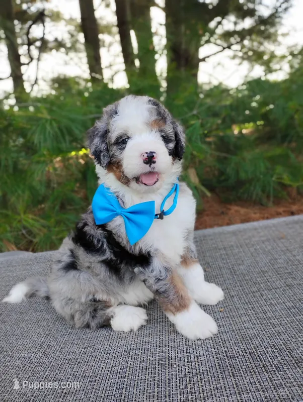 Cooper  – Bernedoodle puppy for sale in Millersburg, OH