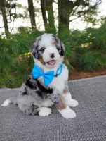 Cooper , a male Bernedoodle for sale in Millersburg, OH – 1 of 5
