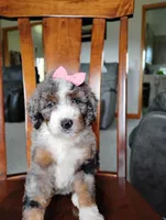 Mila, a female Bernedoodle for sale in Millersburg, OH – Photo 3 of 6