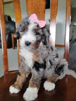 Mila, a female Bernedoodle for sale in Millersburg, OH – Photo 5 of 6