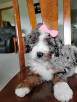 Mila, a female Bernedoodle for sale in Millersburg, OH – Photo 4 of 6