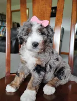 Mila, a female Bernedoodle for sale in Millersburg, OH – Photo 2 of 6