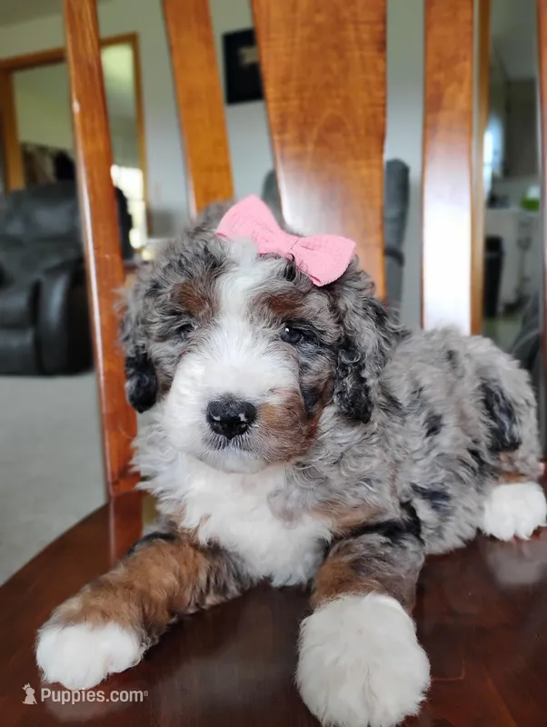 Mila – Bernedoodle puppy for sale in Millersburg, OH