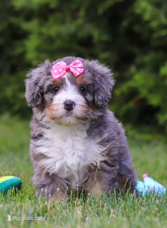 Bella  – Bernedoodle puppy for sale in Millersburg, OH