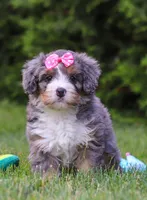Bella , a female Bernedoodle for sale in Millersburg, OH – 1 of 5