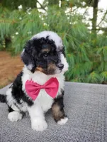 Truffle , a male Bernedoodle for sale in Millersburg, OH – 4 of 5