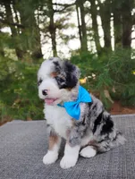 Cooper , a male Bernedoodle for sale in Millersburg, OH – 3 of 5