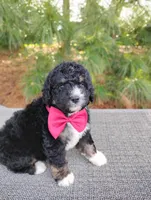 Teddy , a male Bernedoodle for sale in Millersburg, OH – 2 of 4