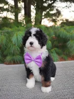 Bonbon, a female Bernedoodle for sale in Millersburg, OH – 4 of 5