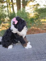Willow , a female Bernedoodle for sale in Millersburg, OH – Photo 2 of 4