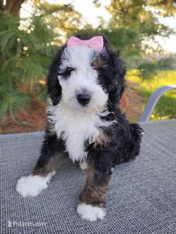 Willow , a female Bernedoodle for sale in Millersburg, OH – Photo 1 of 4