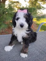Willow , a female Bernedoodle for sale in Millersburg, OH – Photo 1 of 4