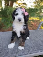 Willow , a female Bernedoodle for sale in Millersburg, OH – Photo 3 of 4