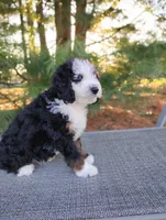 Willow , a female Bernedoodle for sale in Millersburg, OH – Photo 4 of 4
