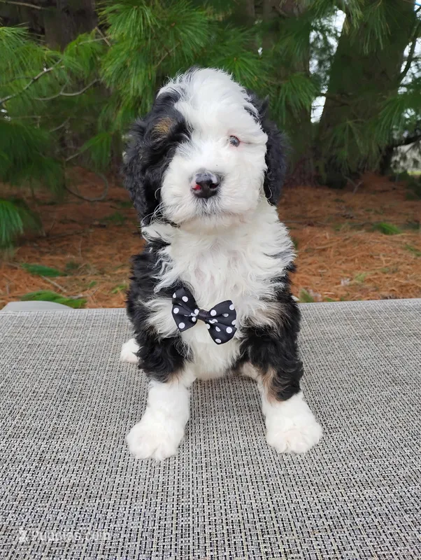 Greg  – Bernedoodle puppy for sale in Millersburg, OH