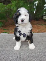 Greg , a male Bernedoodle for sale in Millersburg, OH – Photo 1 of 4