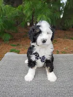 Greg , a male Bernedoodle for sale in Millersburg, OH – Photo 3 of 4