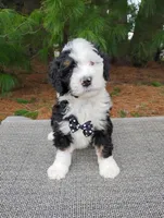 Greg , a male Bernedoodle for sale in Millersburg, OH – Photo 4 of 4
