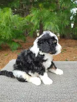 Greg , a male Bernedoodle for sale in Millersburg, OH – Photo 2 of 4