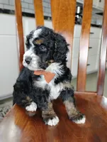 Elliot , a male Bernedoodle for sale in Millersburg, OH – Photo 3 of 4