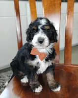 Elliot , a male Bernedoodle for sale in Millersburg, OH – Photo 1 of 4