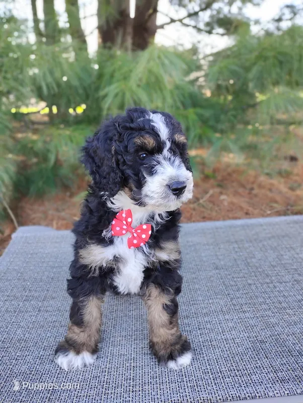 Elliot  – Bernedoodle puppy for sale in Millersburg, OH
