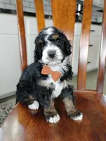 Elliot , a male Bernedoodle for sale in Millersburg, OH – Photo 2 of 4