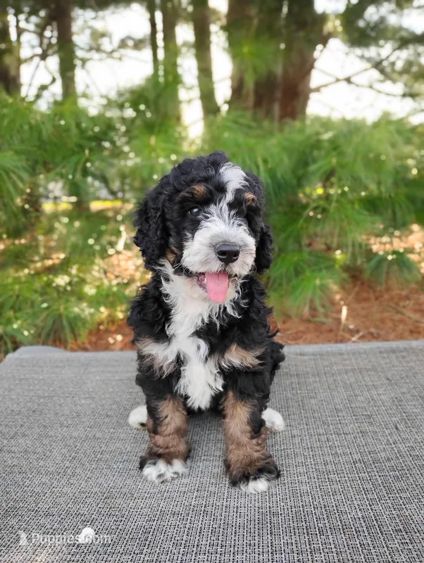 Elliot  – Bernedoodle puppy for sale in Millersburg, OH
