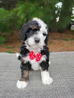 Moose, a male Miniature Bernedoodle for sale in Millersburg, OH – Photo 3 of 4