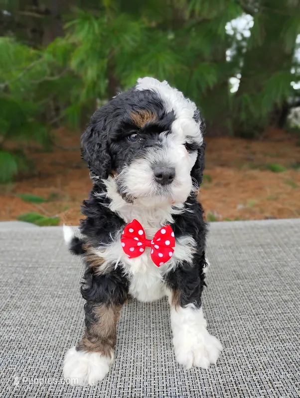 Moose – Miniature Bernedoodle puppy for sale in Millersburg, OH