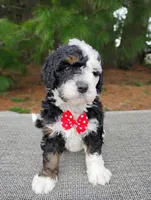 Moose, a male Miniature Bernedoodle for sale in Millersburg, OH – Photo 2 of 4