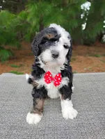 Moose, a male Miniature Bernedoodle for sale in Millersburg, OH – Photo 4 of 4