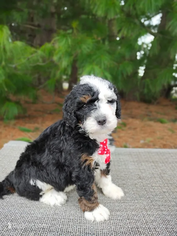 Moose – Miniature Bernedoodle puppy for sale in Millersburg, OH