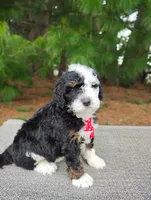 Moose, a male Miniature Bernedoodle for sale in Millersburg, OH – Photo 1 of 4