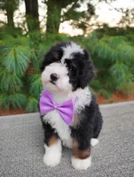 Bonbon, a female Bernedoodle for sale in Millersburg, OH – 2 of 5