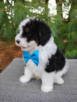 Biscuit , a male Bernedoodle for sale in Millersburg, OH – 3 of 5