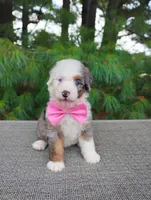 Remi, a female Bernedoodle for sale in Millersburg, OH – 4 of 5
