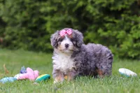Bella , a female Bernedoodle for sale in Millersburg, OH – 2 of 5