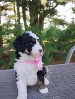 Isla, a female Bernedoodle for sale in Millersburg, OH – 3 of 6