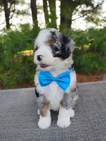 Cooper , a male Bernedoodle for sale in Millersburg, OH – 4 of 5
