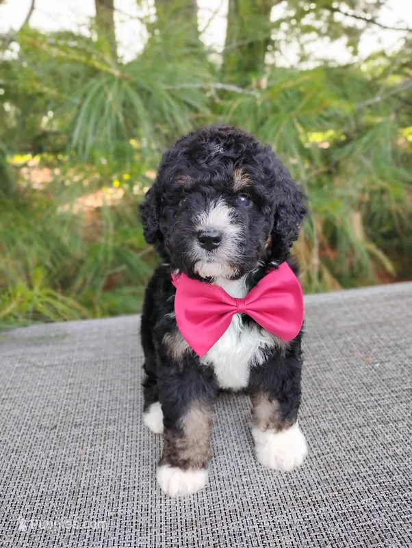 Teddy  – Bernedoodle puppy for sale in Millersburg, OH