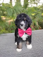 Teddy , a male Bernedoodle for sale in Millersburg, OH – 1 of 4
