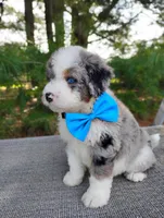 Damian , a male Bernedoodle for sale in Millersburg, OH – 4 of 6