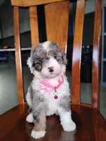 Sadie, a female Miniature Bernedoodle for sale in Millersburg, OH – Photo 3 of 4