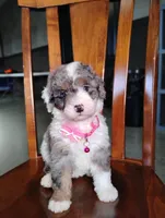 Sadie, a female Miniature Bernedoodle for sale in Millersburg, OH – Photo 2 of 4