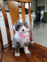 Sadie, a female Miniature Bernedoodle for sale in Millersburg, OH – Photo 4 of 4